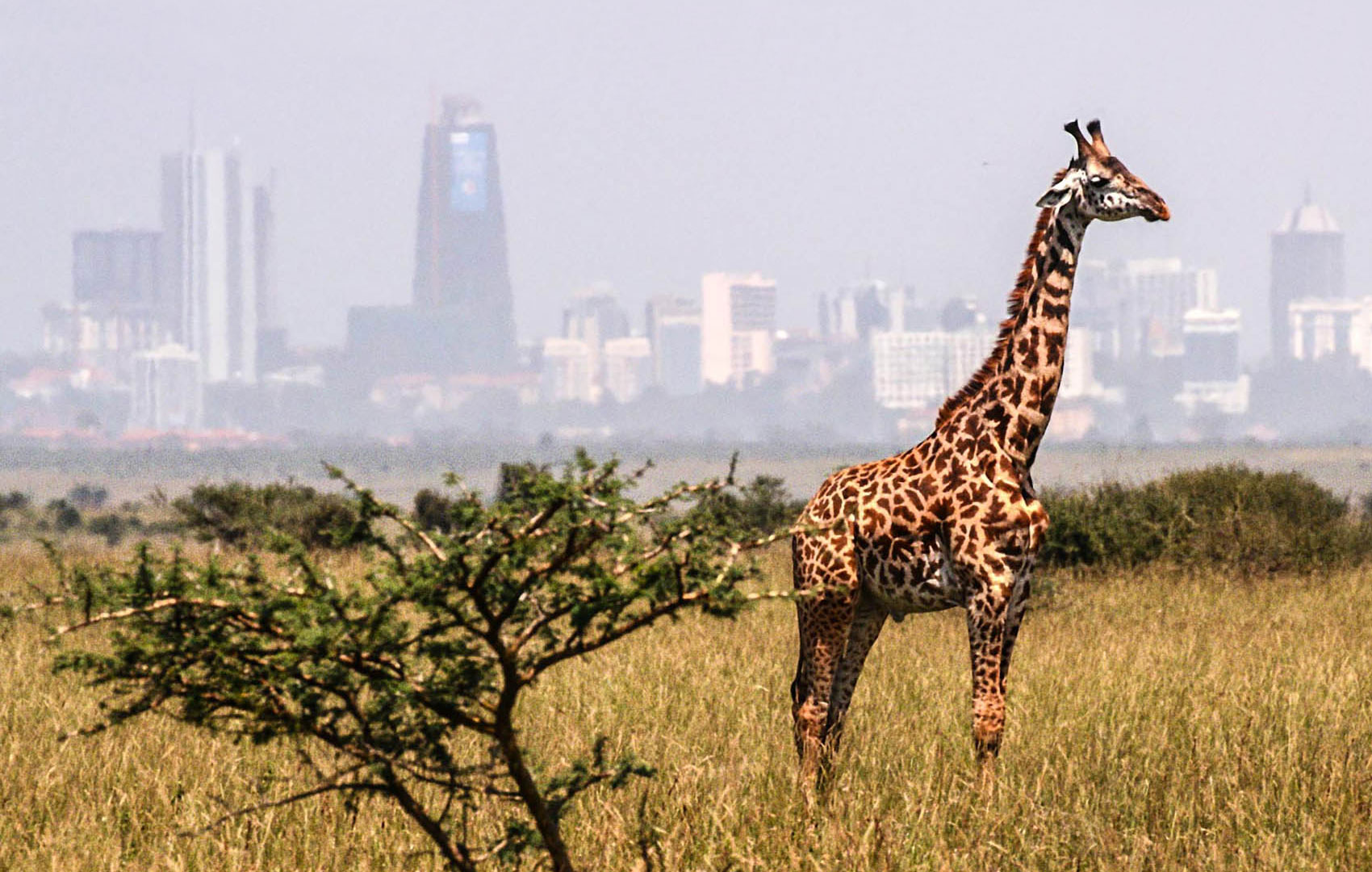 Eine Griaffe steht in der Graslandschaft einer Savanne. Im Hintergrund sieht man die Umrisse einer Stadt mit großen Gebäuden.