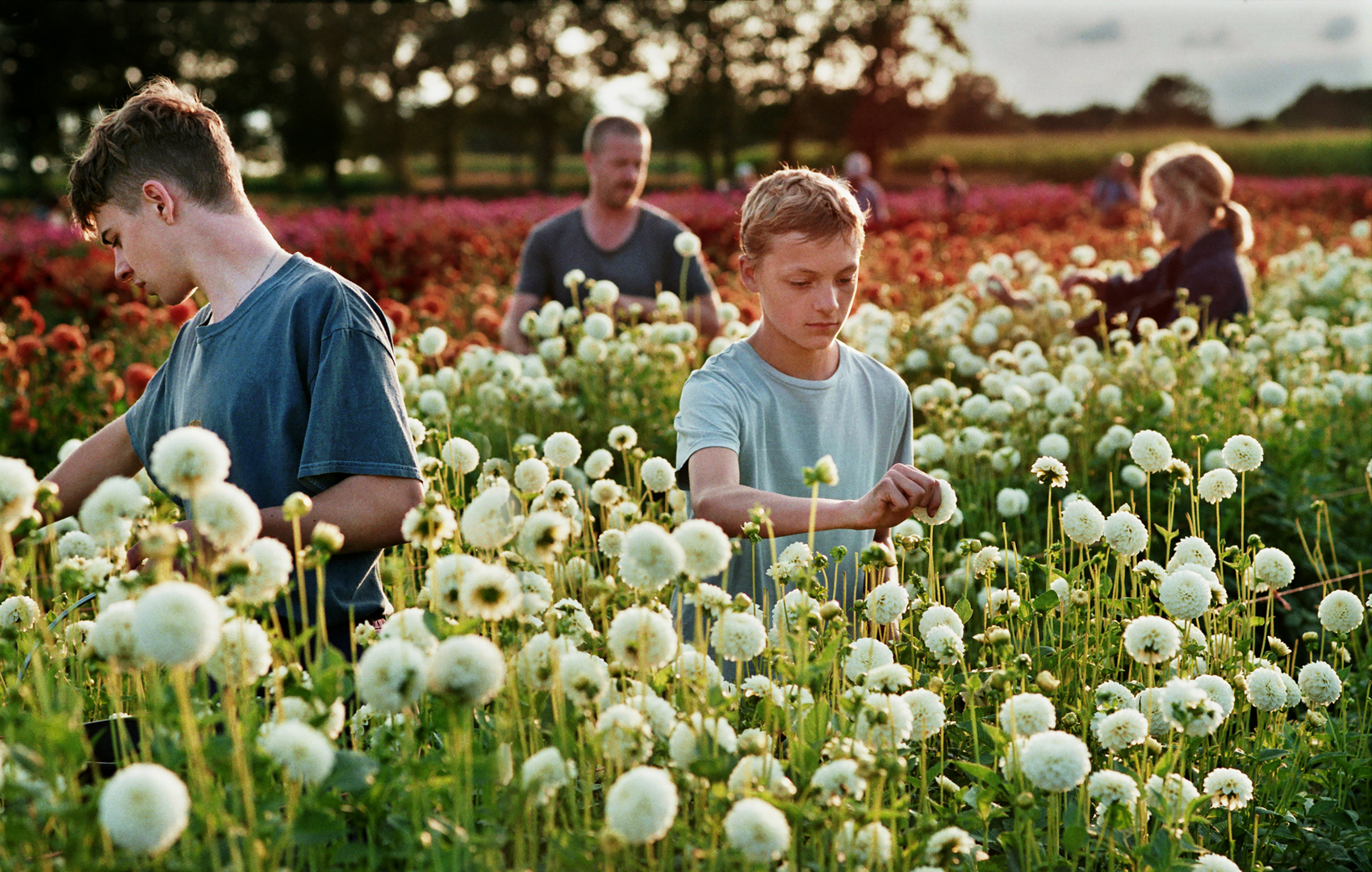 Kinder und Erwachsene in einem Blumenfeld. Im Vordergrund stehen in weißen Dahlien zwei Teenager , dahinter zwei Erwachsene. Die Blumenreihen im Hintergrund sind orange und rosa, daran schließt sich grüner Wald und Feld an.