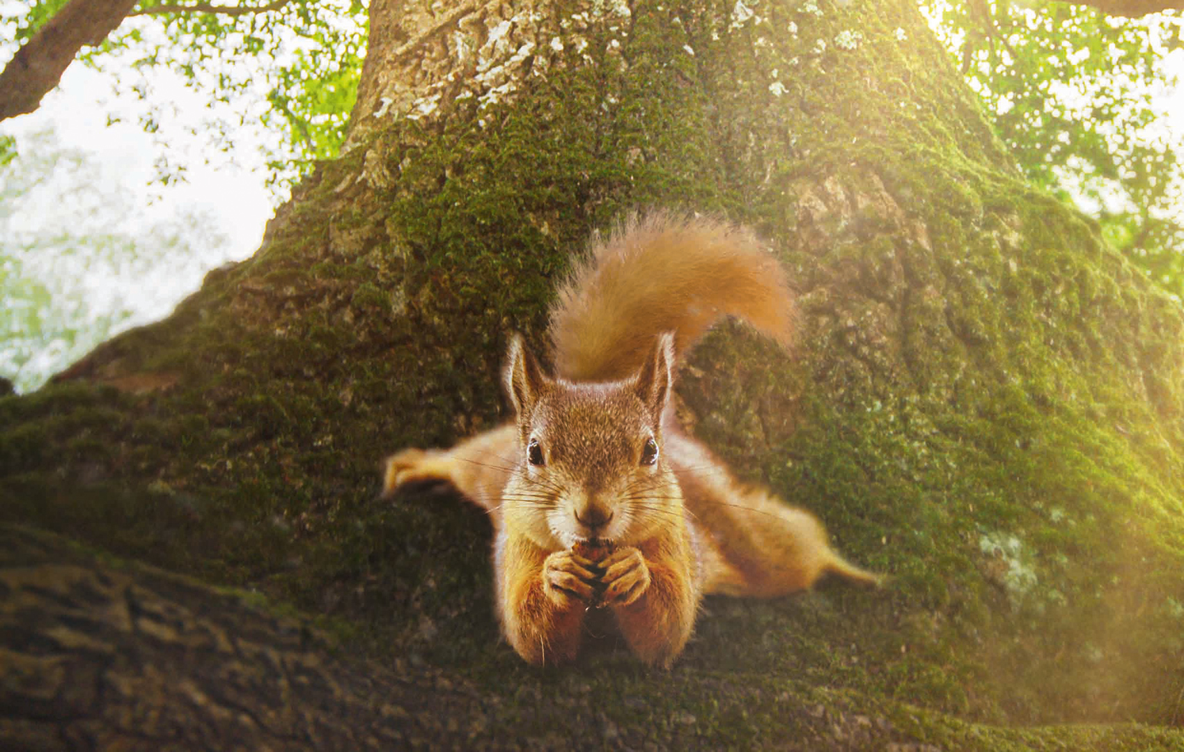 Ein Eichhörnchen knabbert an einer Nuss. Es sitzt auf einem Baumstamm und schaut direkt in die Kamera.