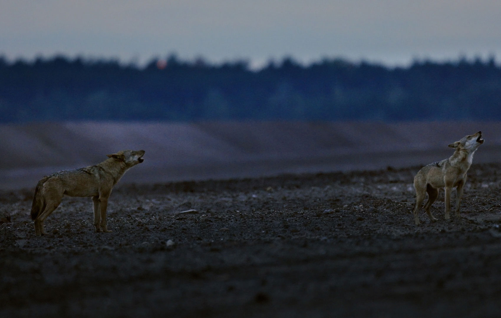 Zwei Wölfe stehen auf einem Feld in der Abenddämmerung und heulen.